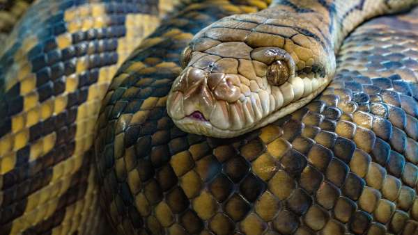 A beautiful specimen of the Amethystine python, the longest snake in Australia.